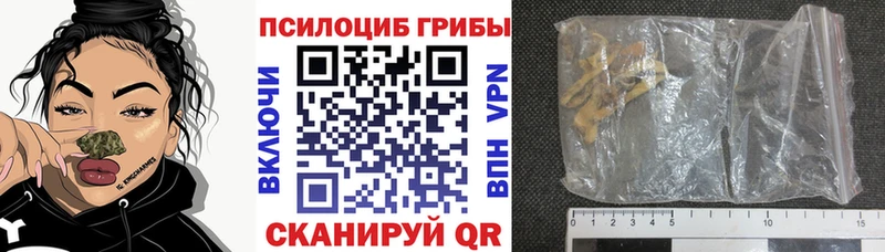 Псилоцибиновые грибы Psilocybe  Куровское 